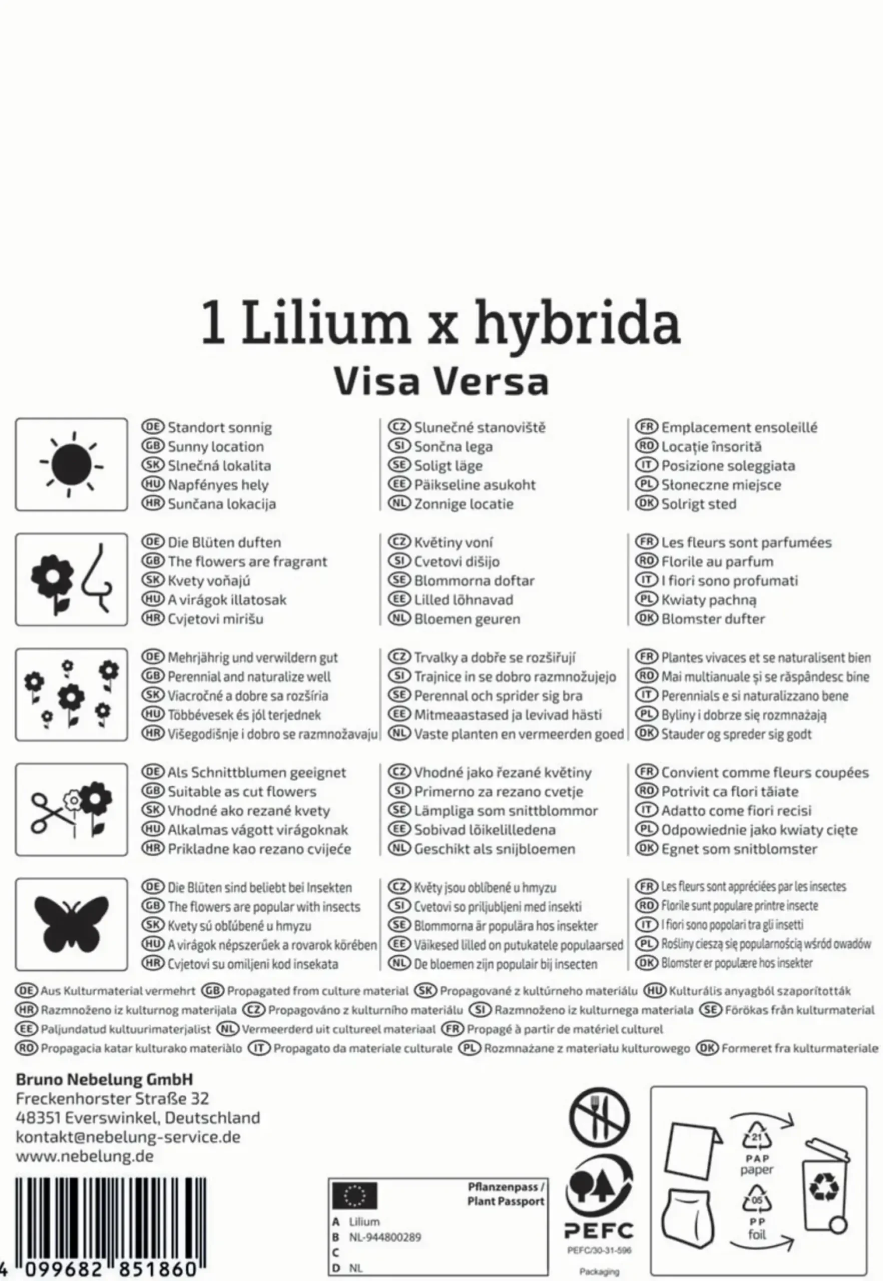 Kiepenkerl Herbstblumenzwiebel Profi-Line Baumlilie Visa Versa 1 Stück
