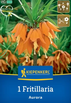 Kiepenkerl Herbstblumenzwiebel Kaiserkrone Aurora 1 Pflanze