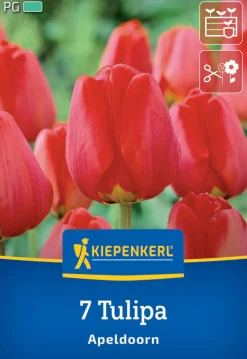 Kiepenkerl Herbstblumenzwiebel Darwin-Hybrid-Tulpe Apeldoorn 7 Pflanzen