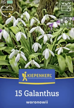 Kiepenkerl Herbstblumenzwiebel Schneeglöckchen 15 Stück
