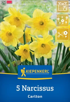 Kiepenkerl Herbstblumenzwiebel Narzisse Carlton 5 Pflanzen