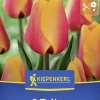 Kiepenkerl Herbstblumenzwiebel Darwin-Hybrid-Tulpe Cash 8 Stück
