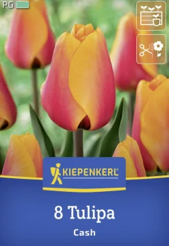 Kiepenkerl Herbstblumenzwiebel Darwin-Hybrid-Tulpe Cash 8 Stück