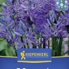 Kiepenkerl Herbstblumenzwiebel Prärielilie 7 Stück