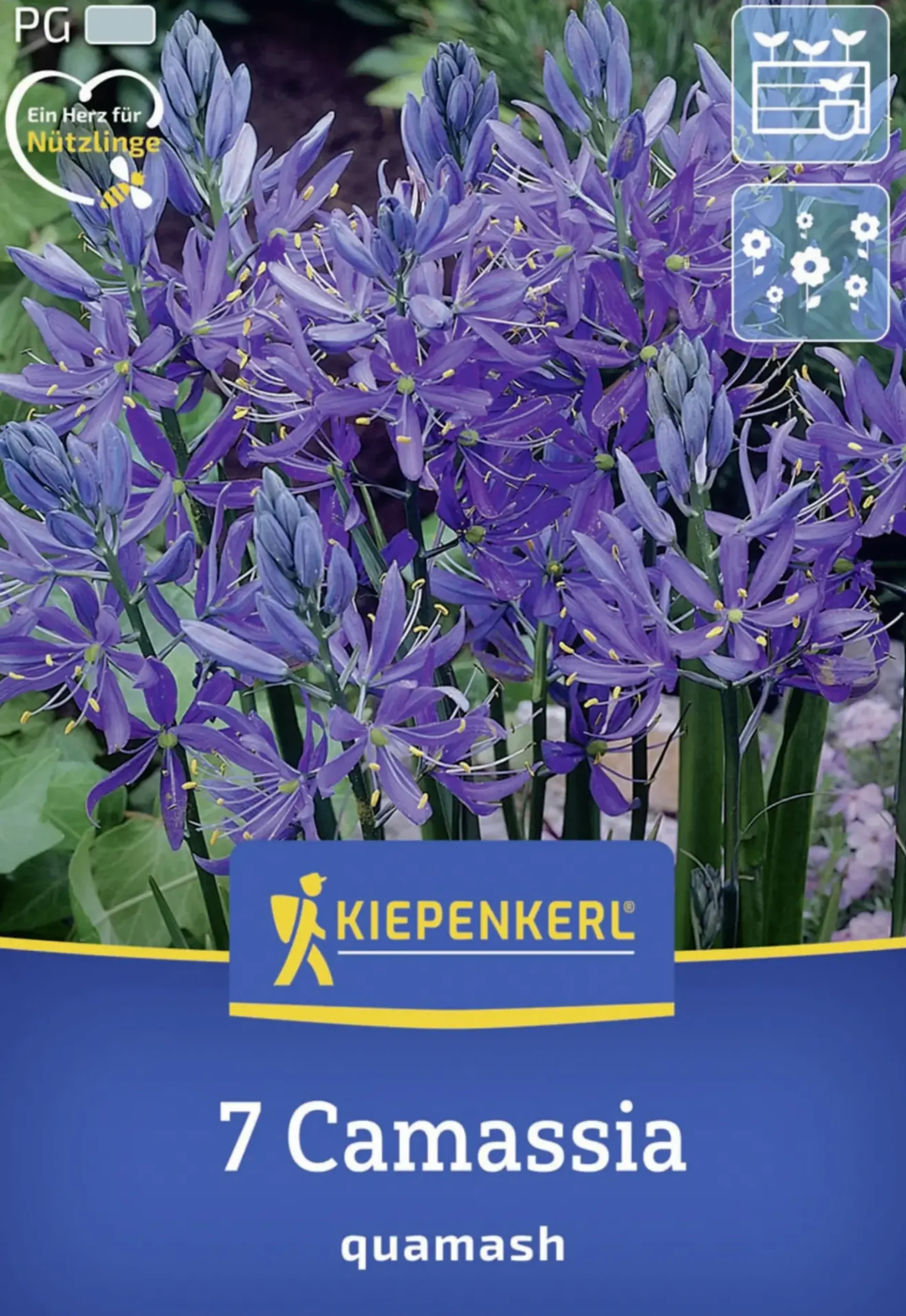 Kiepenkerl Herbstblumenzwiebel Prärielilie 7 Stück