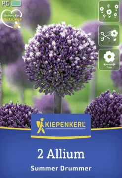 Kiepenkerl Herbstblumenzwiebel Zierlauch Summer Drummer 2 Stück