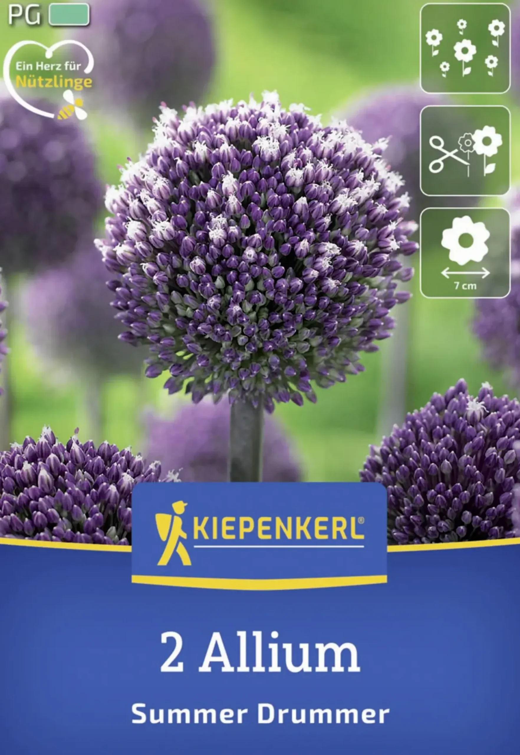 Kiepenkerl Herbstblumenzwiebel Zierlauch Summer Drummer 2 Stück