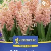 Kiepenkerl Herbstblumenzwiebel Profi-Line Hyazinthe Gipsy Queen 3 Stück