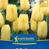 Kiepenkerl Herbstblumenzwiebel Fosteriana-Tulpe Golden Emperor 7 Pflanzen