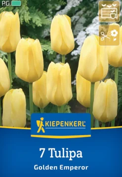 Kiepenkerl Herbstblumenzwiebel Fosteriana-Tulpe Golden Emperor 7 Pflanzen