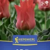 Kiepenkerl Herbstblumenzwiebel Greigii-Tulpe Rotkäppchen 8 Stück