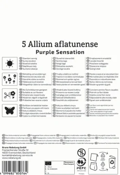 Kiepenkerl Herbstblumenzwiebel Allium Purple Sensation 5 Pflanzen