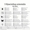 Kiepenkerl Herbstblumenzwiebel Hyazinthe Jan Bos 3 Stück