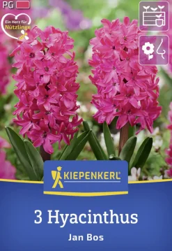 Kiepenkerl Herbstblumenzwiebel Hyazinthe Jan Bos 3 Stück