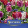 Kiepenkerl Herbstblumenzwiebel Darwin-Hybrid-Tulpen Big Pride Mix 10 Stück