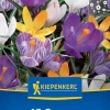 Kiepenkerl Herbstblumenzwiebel Großblumiger Krokus Mischung 15 Stück