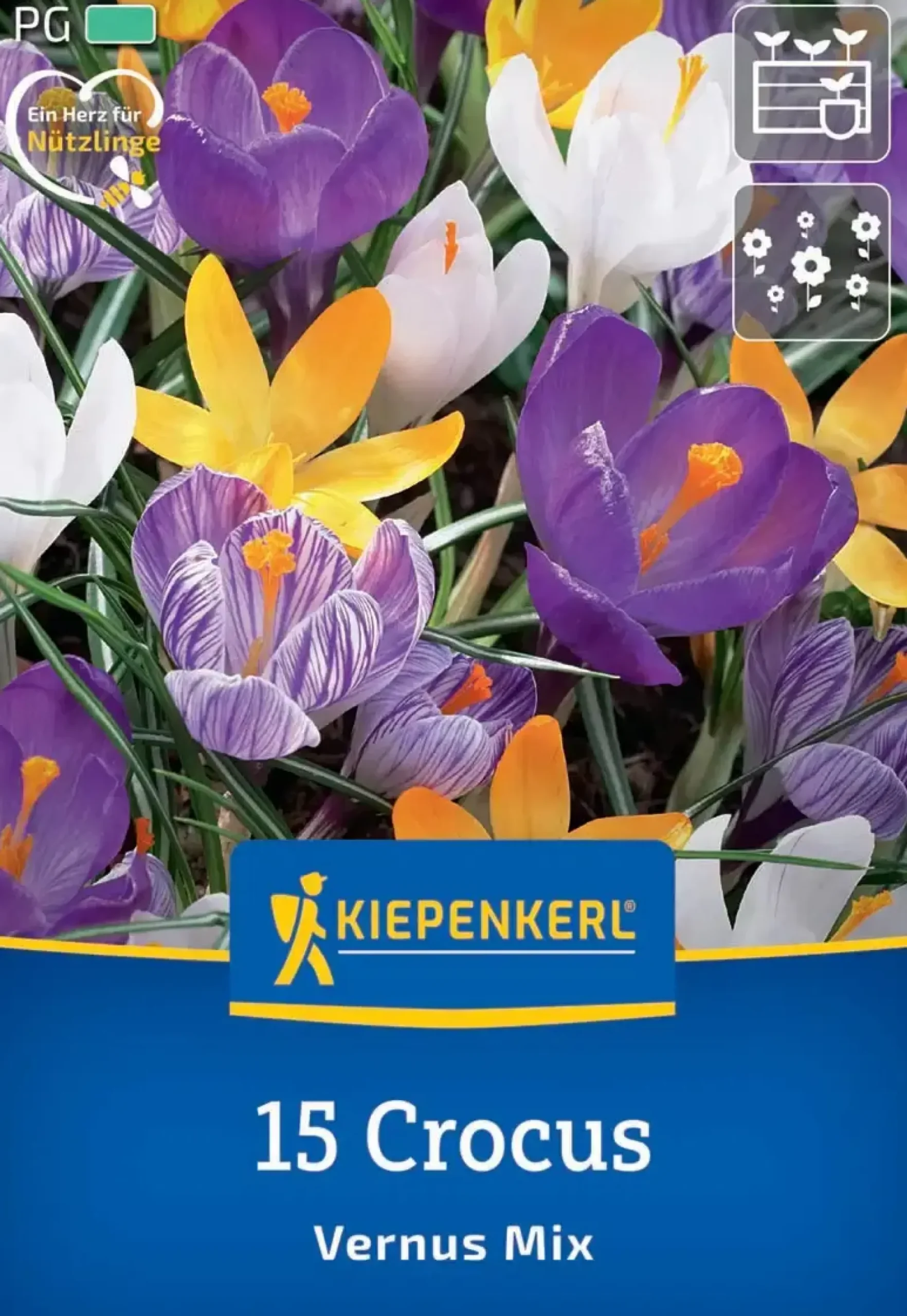 Kiepenkerl Herbstblumenzwiebel Großblumiger Krokus Mischung 15 Stück