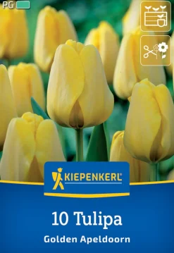 Kiepenkerl Herbstblumenzwiebel Darwin-Hybrid-Tulpe Golden Apeldoorn 10 Pflanzen