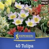Kiepenkerl Herbstblumenzwiebelmischung Mega-Pack Bees & Blooms 40 Stück