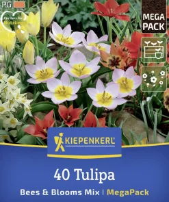 Kiepenkerl Herbstblumenzwiebelmischung Mega-Pack Bees & Blooms 40 Stück