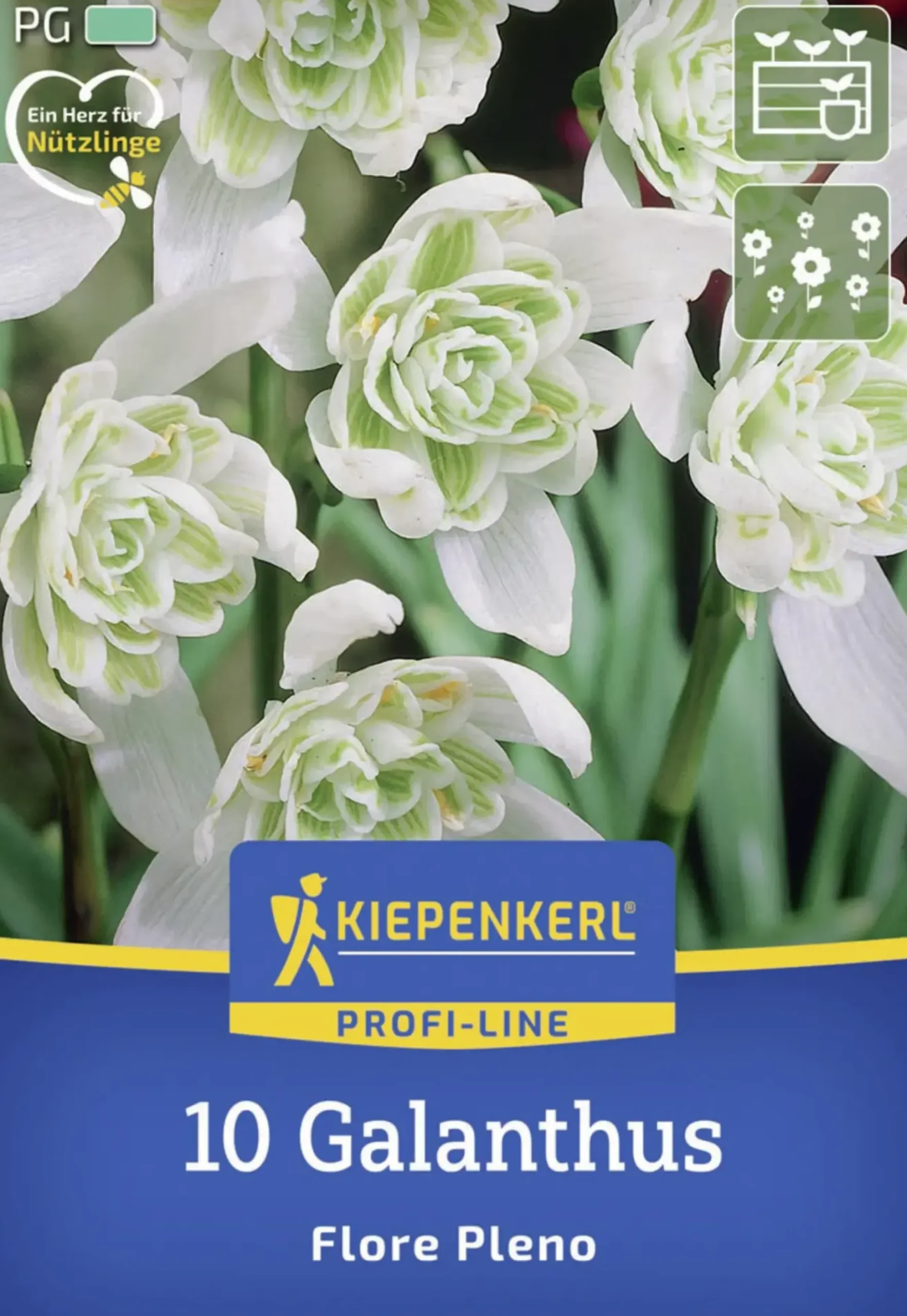Kiepenkerl Herbstblumenzwiebel Profi-Line Schneeglöckchen Flore Pleno 10 Stück