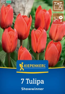 Kiepenkerl Herbstblumenzwiebel Kaufmanniana-Tulpe Showwinner 7 Pflanzen