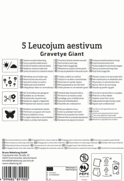 Kiepenkerl Herbstblumenzwiebel Profi-Line Sommerknotenblume Gravetye Giant 5 Stück