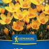 Kiepenkerl Herbstblumenzwiebel Krokus Goldilocks 15 Pflanzen