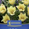 Kiepenkerl Herbstblumenzwiebel Wildtulpe Bright Gem 12 Stück