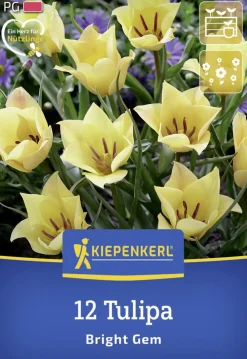 Kiepenkerl Herbstblumenzwiebel Wildtulpe Bright Gem 12 Stück