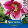Kiepenkerl Herbstblumenzwiebel Lilien-Hybride Friso 1 Stück