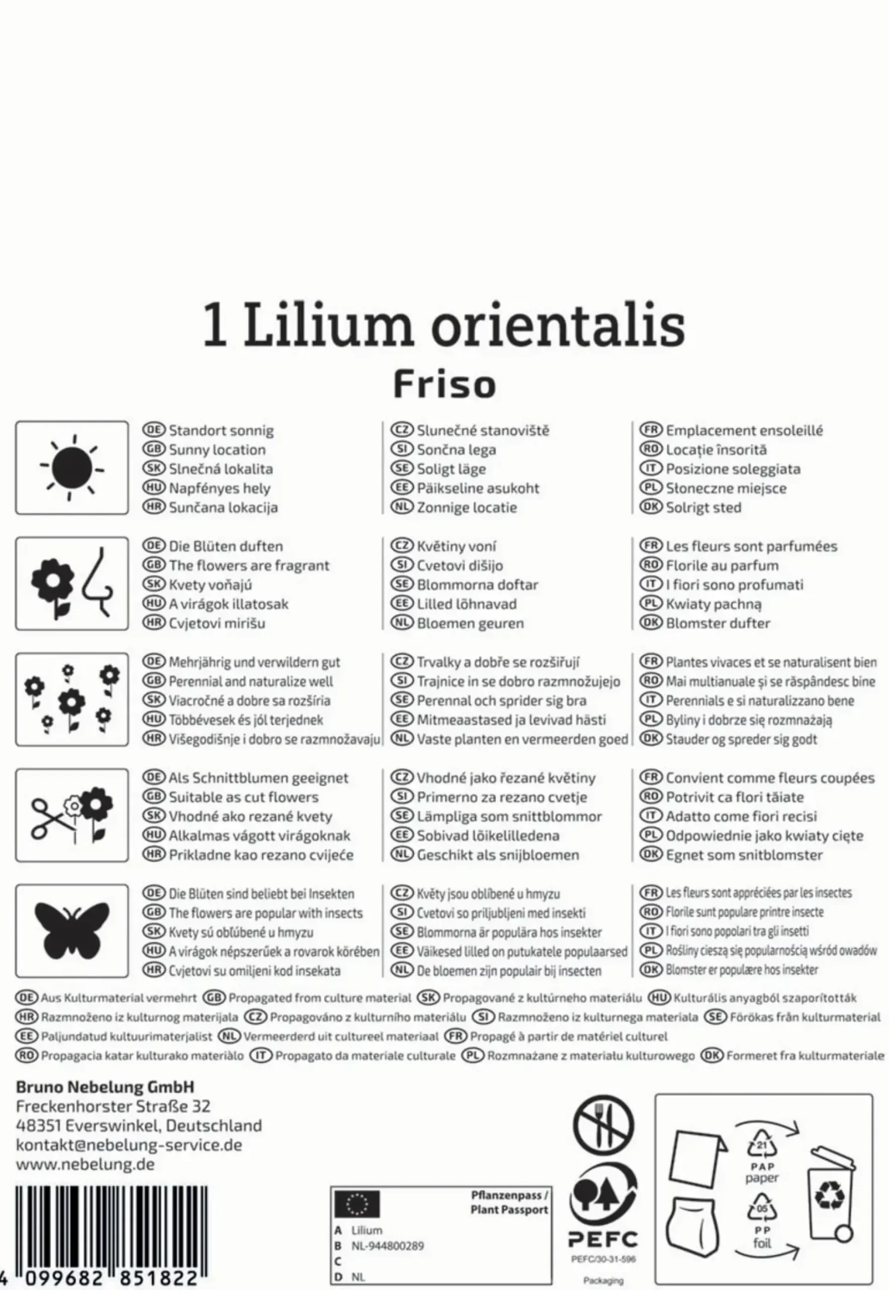 Kiepenkerl Herbstblumenzwiebel Lilien-Hybride Friso 1 Stück
