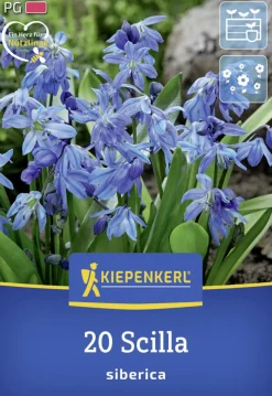 Kiepenkerl Herbstblumenzwiebel Siberisches Blausternchen 20 Stück