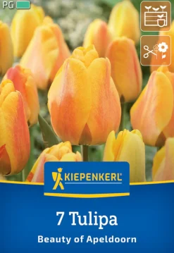 Kiepenkerl Herbstblumenzwiebel Darwin-Hybrid-Tulpe Beauty of Apeldoorn 7 Pflanzen