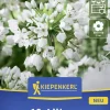 Kiepenkerl Herbstblumenzwiebel Zierlauch Allium neapolitanum 10 Stück