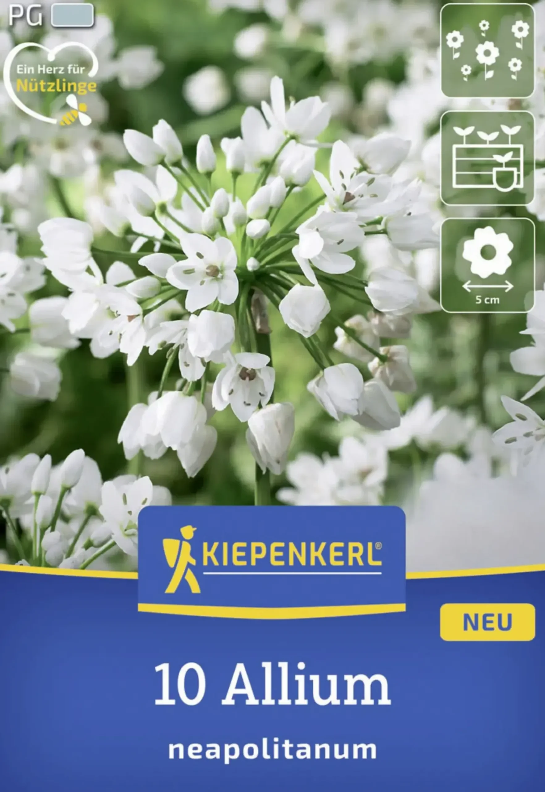 Kiepenkerl Herbstblumenzwiebel Zierlauch Allium neapolitanum 10 Stück