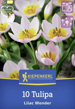 Kiepenkerl Herbstblumenzwiebel Wildtulpe Lilac Wonder 10 Stück