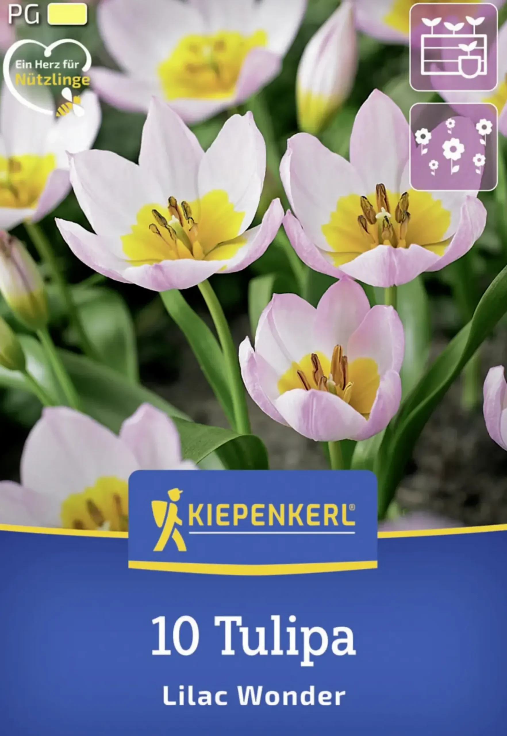 Kiepenkerl Herbstblumenzwiebel Wildtulpe Lilac Wonder 10 Stück
