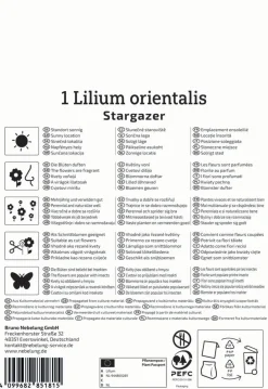 Kiepenkerl Herbstblumenzwiebel Oriental-Lilie Stargazer 1 Stück