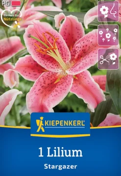 Kiepenkerl Herbstblumenzwiebel Oriental-Lilie Stargazer 1 Stück