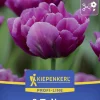 Kiepenkerl Herbstblumenzwiebel Profi-Line Tulpe Showcase 8 Stück
