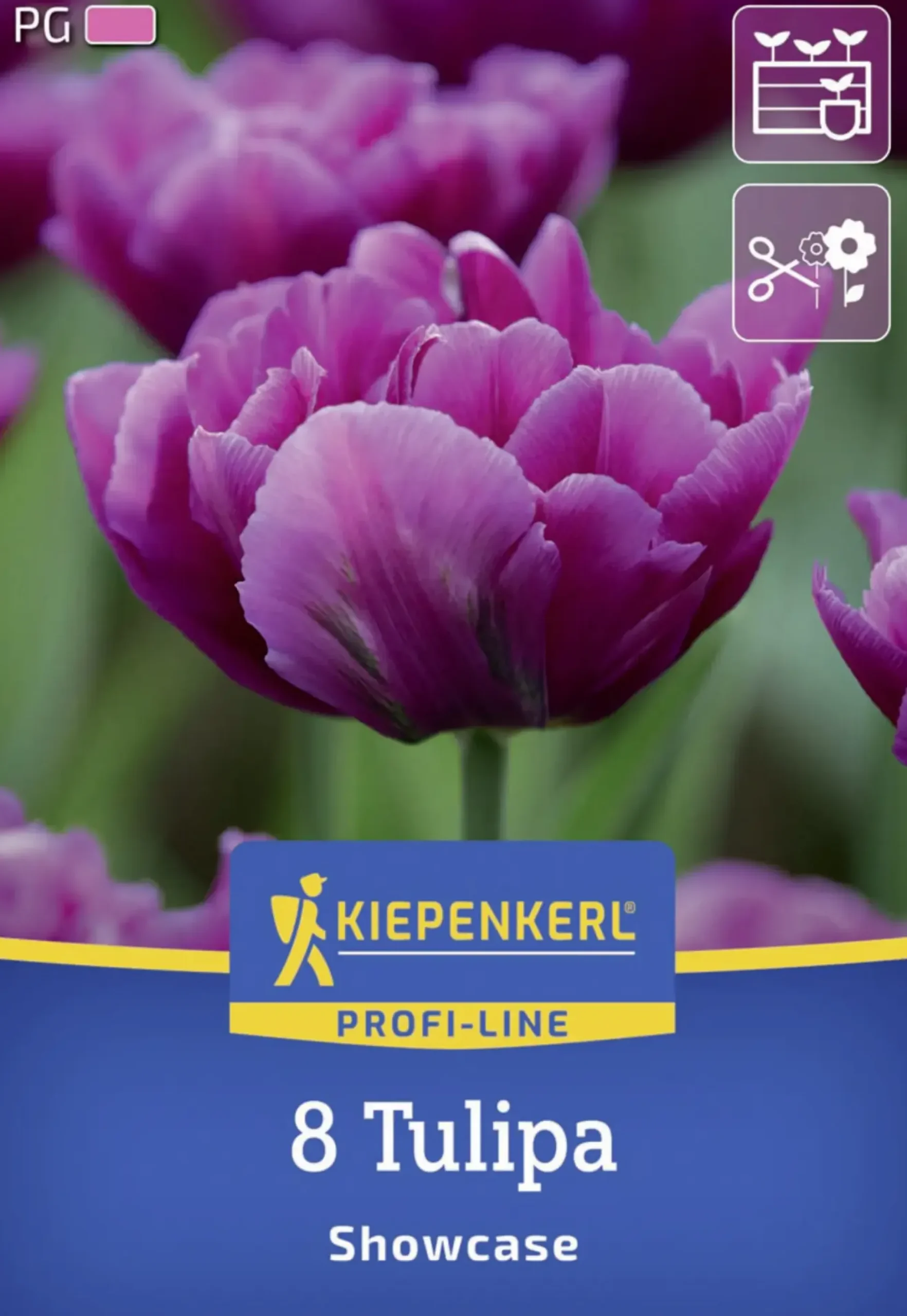 Kiepenkerl Herbstblumenzwiebel Profi-Line Tulpe Showcase 8 Stück