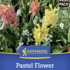 Kiepenkerl Herbstblumenzwiebelmischung Mega-Pack Pastel Flower 25 Stück
