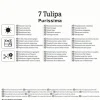 Kiepenkerl Herbstblumenzwiebel Fosteriana-Tulpe Purissima 7 Pflanzen