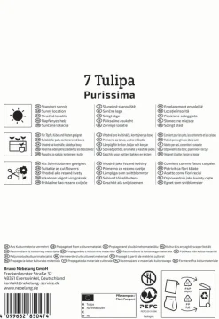 Kiepenkerl Herbstblumenzwiebel Fosteriana-Tulpe Purissima 7 Pflanzen
