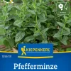 Kiepenkerl Kräutersamen Pfefferminz Spearmint für ca. 200 Pflanzen