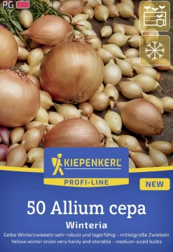 Kiepenkerl Pflanzgut Gelbe Wintersteckzwiebel Winteria 50 Stück