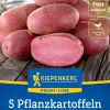 Kiepenkerl Pflanzkartoffel Heiderot 5 Stück