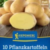 Kiepenkerl Pflanzkartoffel Linda 10 Stück