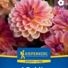 Kiepenkerl Profi-Line Frühjahrsblumenzwiebel Dekorative Dahlie Pacific View 1 Stück